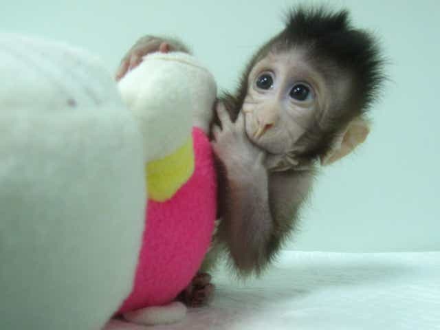 One of the monkeys cloned by Chinese scientists, Zhong Zhong