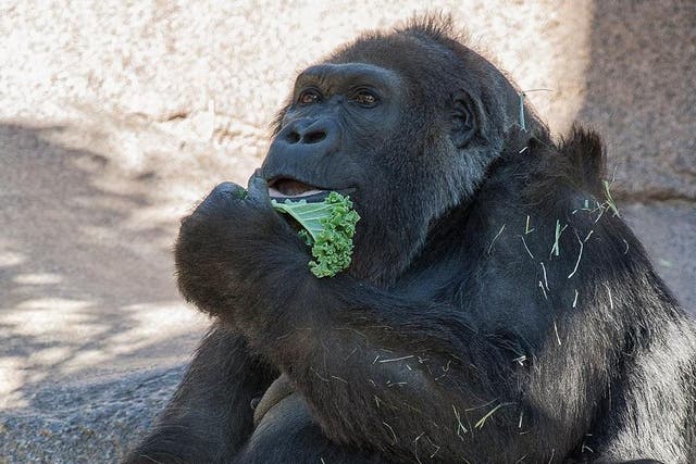 Vila the gorilla died aged 60 surrounded by family members