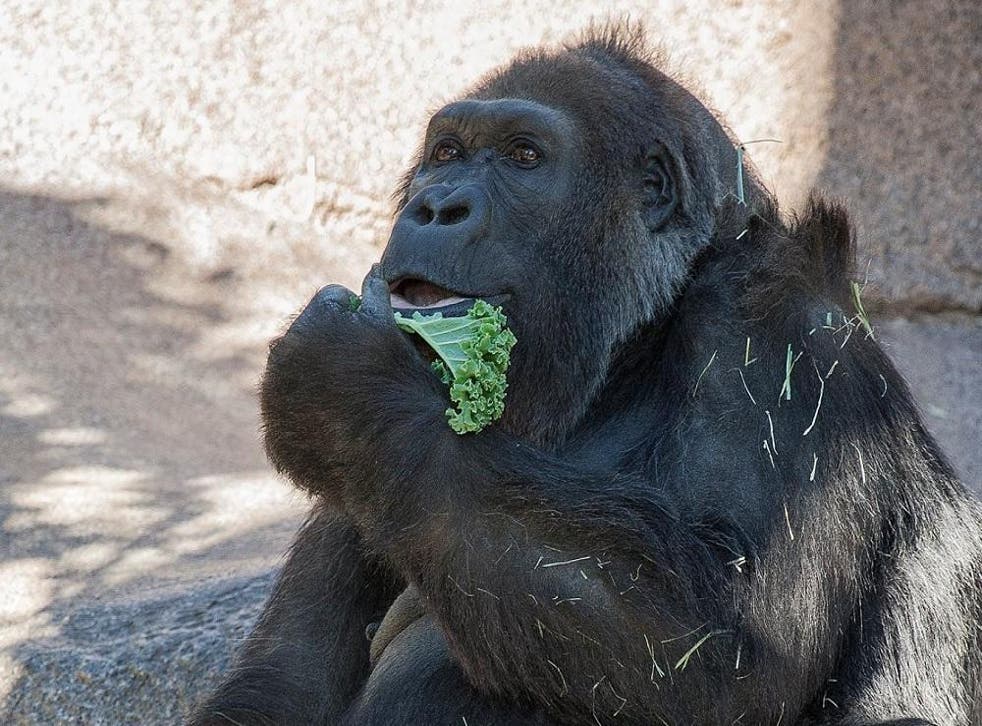 Vila the gorilla died aged 60 surrounded by family members