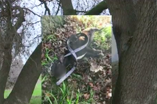 Four-month-old puppy hanged, beaten and shot in 'worst case of animal abuse officials have seen'