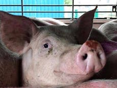 Vegans ‘sending farmers death threats’ branding them ‘murderers’