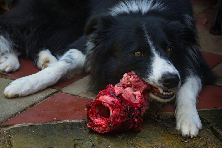 The bacteria and parasites found in raw food are not that much of a problem for dogs