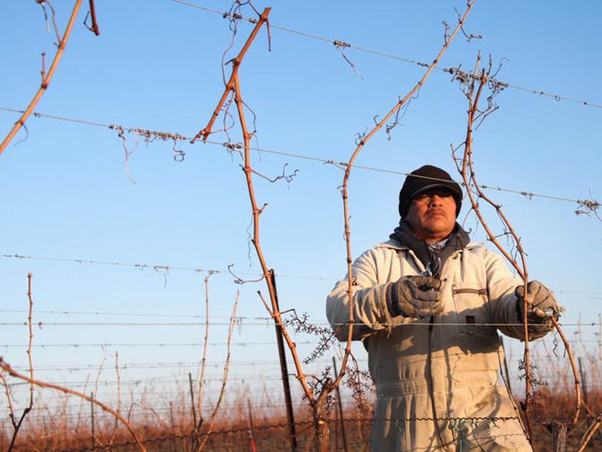 A Mexican migrant worker trims the vines of a vineyard in Niagara-on-the-Lake, Ontario