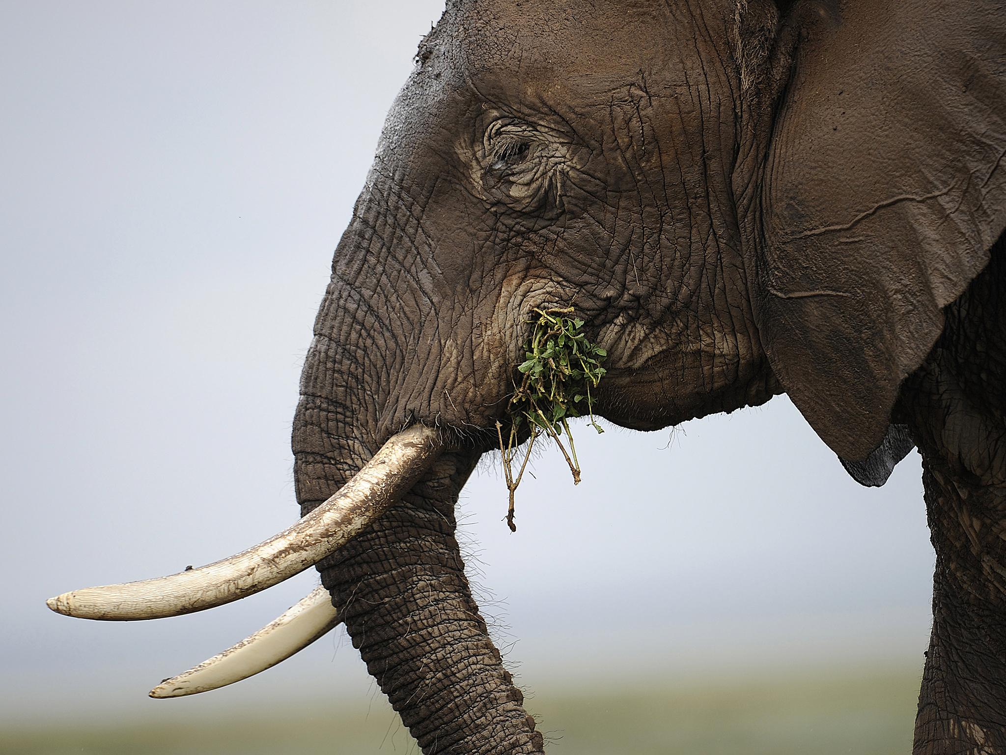 An elephant at the Amboseli game reserve, 250km south of the Kenyan capital Nairobi
