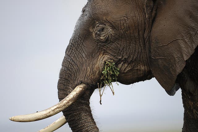 An elephant at the Amboseli game reserve, 250km south of the Kenyan capital Nairobi