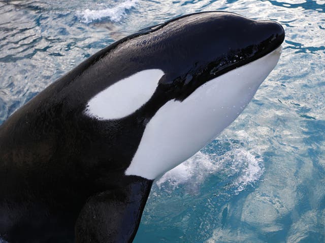 An orca swims at the Marineland animal exhibition park in the French Riviera city of Antibes, south-eastern France, 12 December 2013