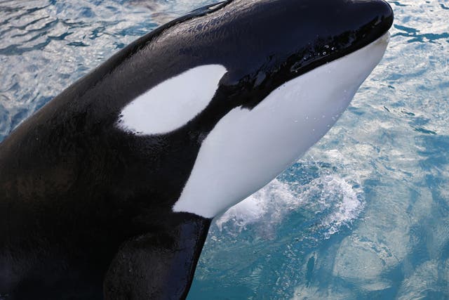 An orca swims at the Marineland animal exhibition park in the French Riviera city of Antibes, south-eastern France, 12 December 2013