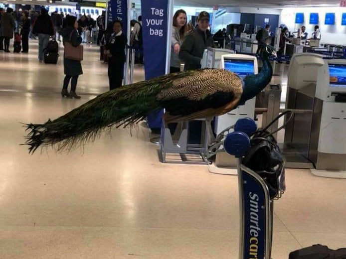 Dexter was spotted at Newark Liberty airport in New Jersey