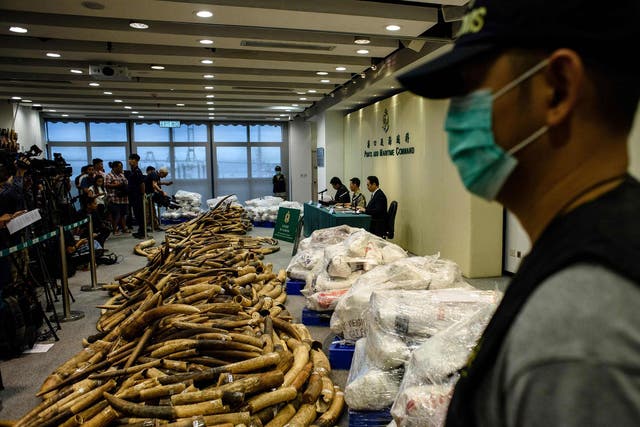 A customs officer stands guard next to seized elephant ivory tusks following Hong Kong's largest seizure of ivory tusks in the last thirty years