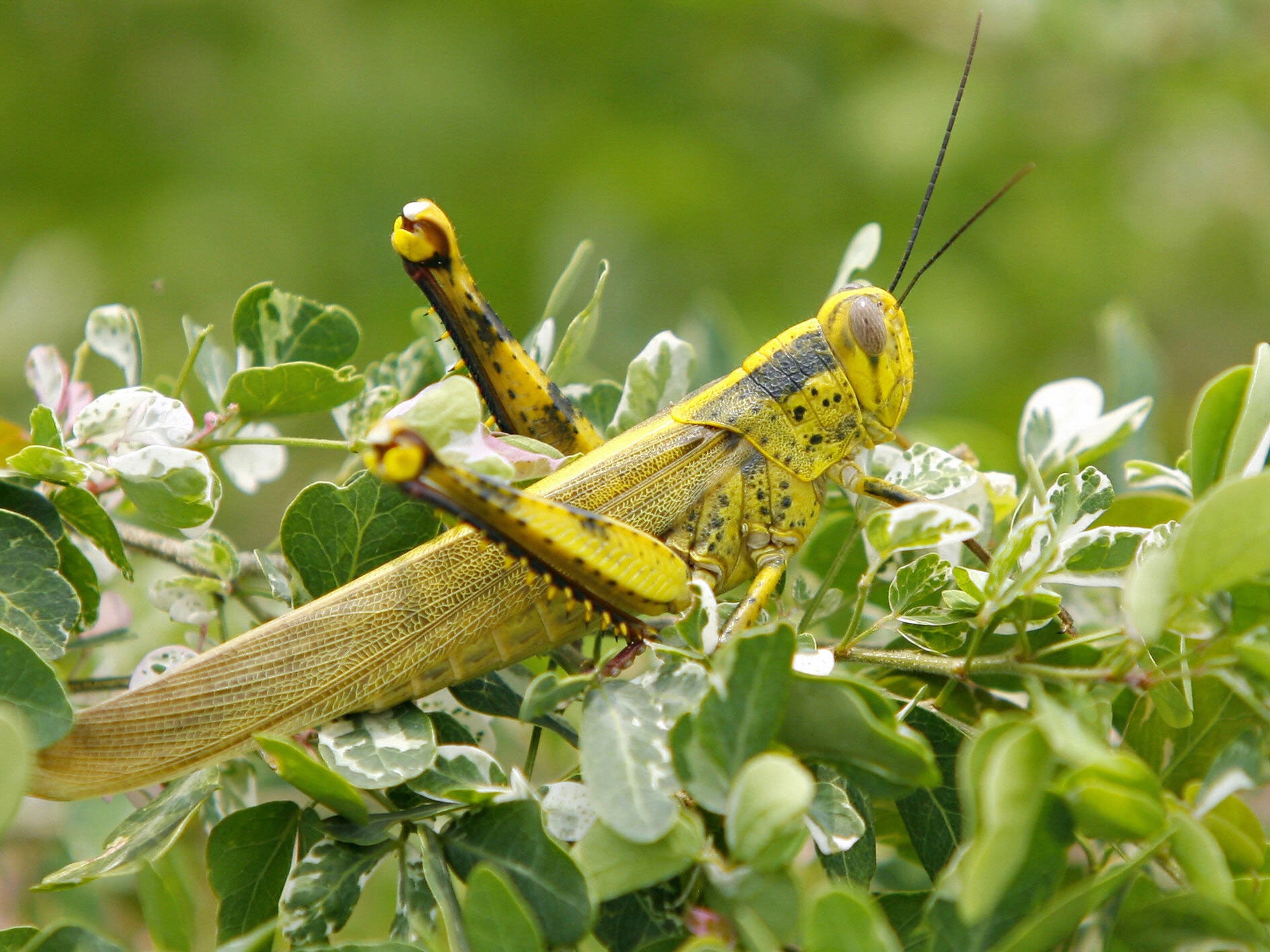Locusts often feast on crops in southern Russia