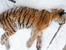 Siberian tiger suffering dental problems comes to village 'for help'