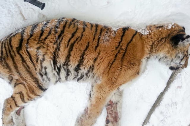 The exhausted tiger lay down in the porch of a house and refused to budge