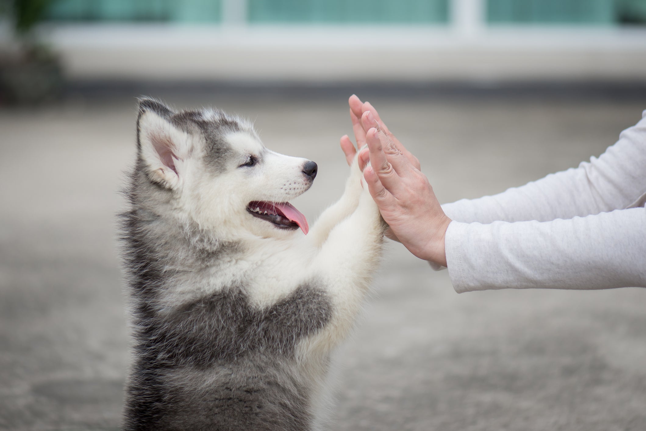 strange emotional support animals