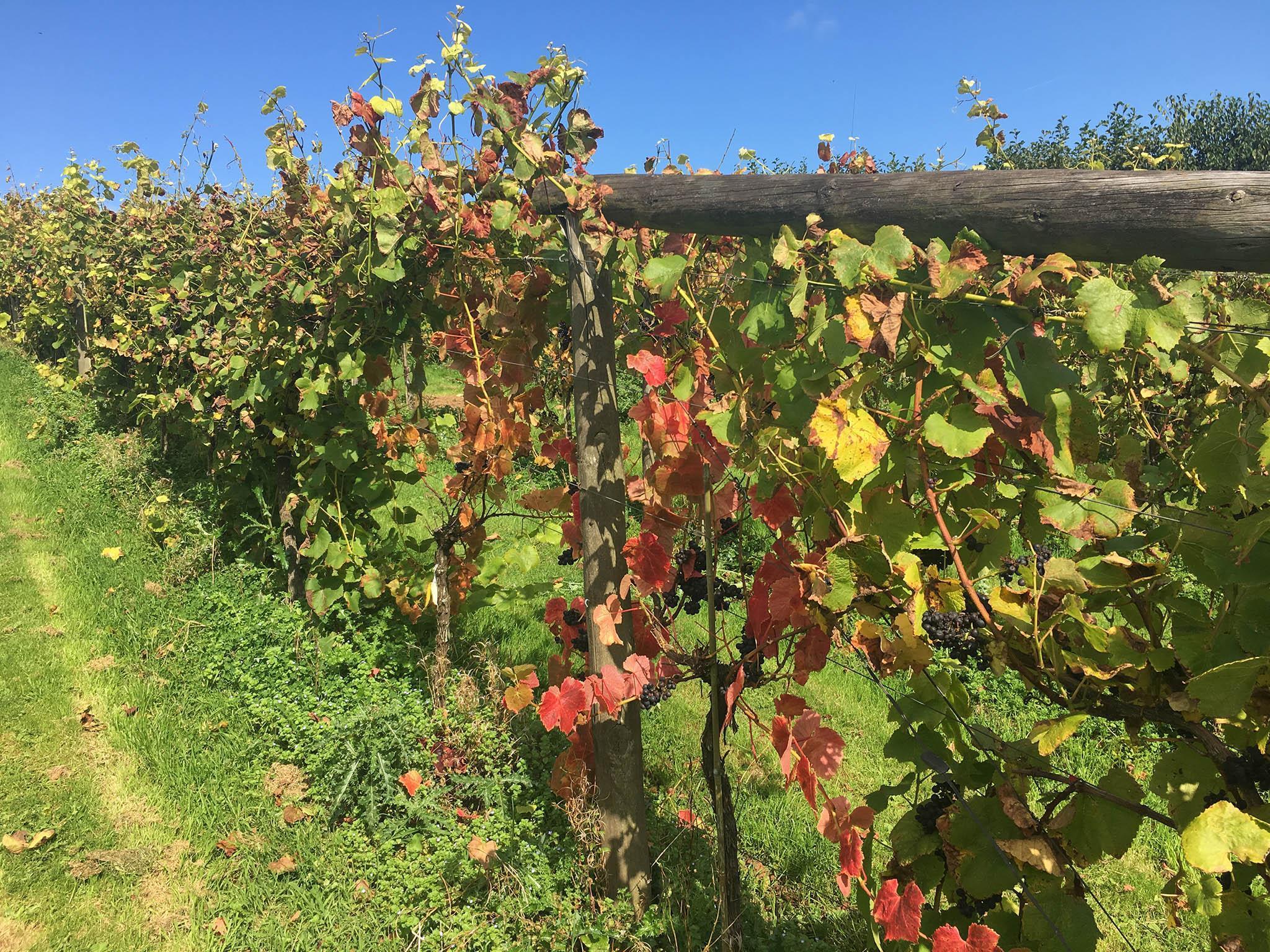 Sharpham’s vineyard overlooks the beautiful Dart river