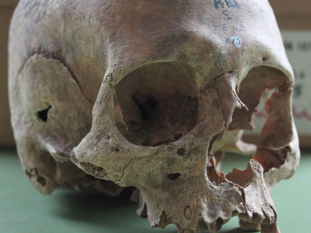 One of the skulls from the Repton site, which new analysis suggests is a mass grave of Viking warriors who invaded England in the ninth century