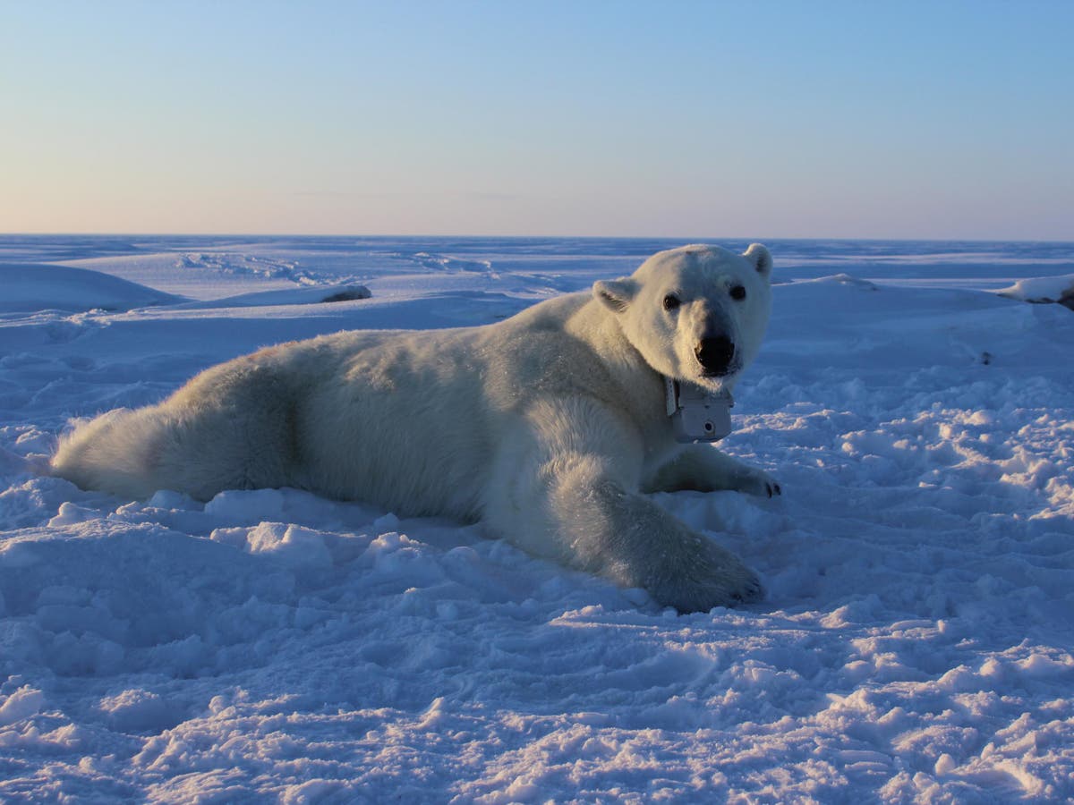 Polar Bears More Vulnerable To Starvation Due To Climate Change According To New Study The Independent The Independent