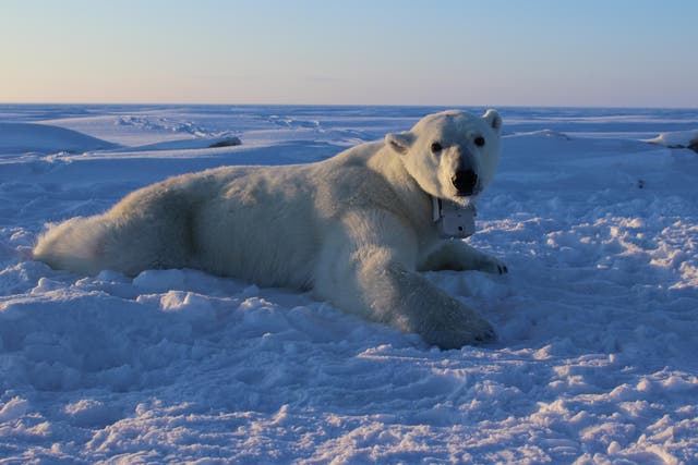 Researchers equipped polar bears with tracking collars to monitor their activity on the sea ice of the Beaufort Sea