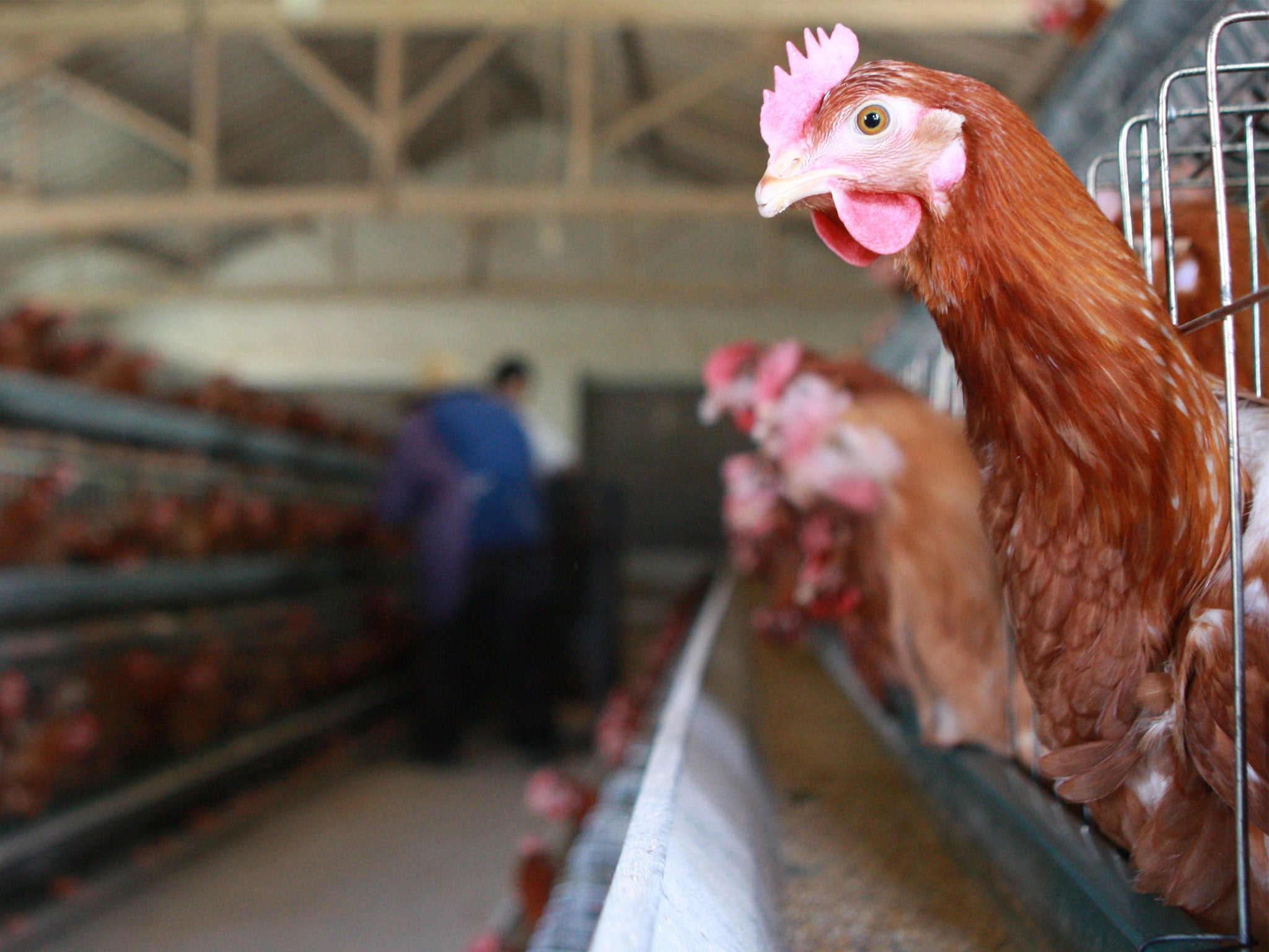 Chickens roost at a poultry farm