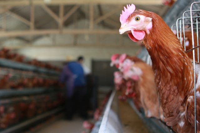 Colistin is given to chickens to make them gain weight faster