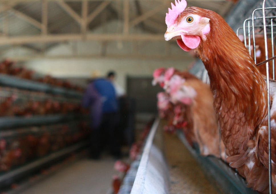why do chicken farmers use antibiotics