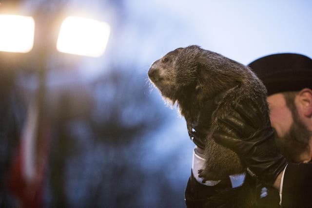 Punxsutawney Phil is held up by his handler for the crowd to see during the ceremonies for Groundhog day