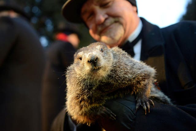 Peta suggests replacing a live groundhog for the annual Groundhog Day tradition with an AI robot.