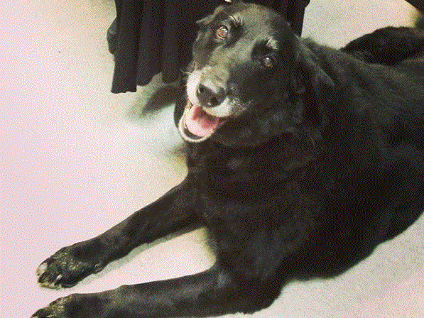 Abby the dog was reunited with her owner after 10 years.