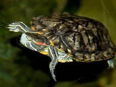 Stop flushing terrapins down the toilet, pet owners warned