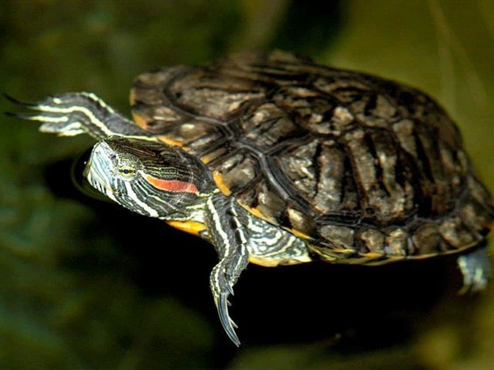 Stop flushing terrapins down the toilet, pet owners warned | The ...