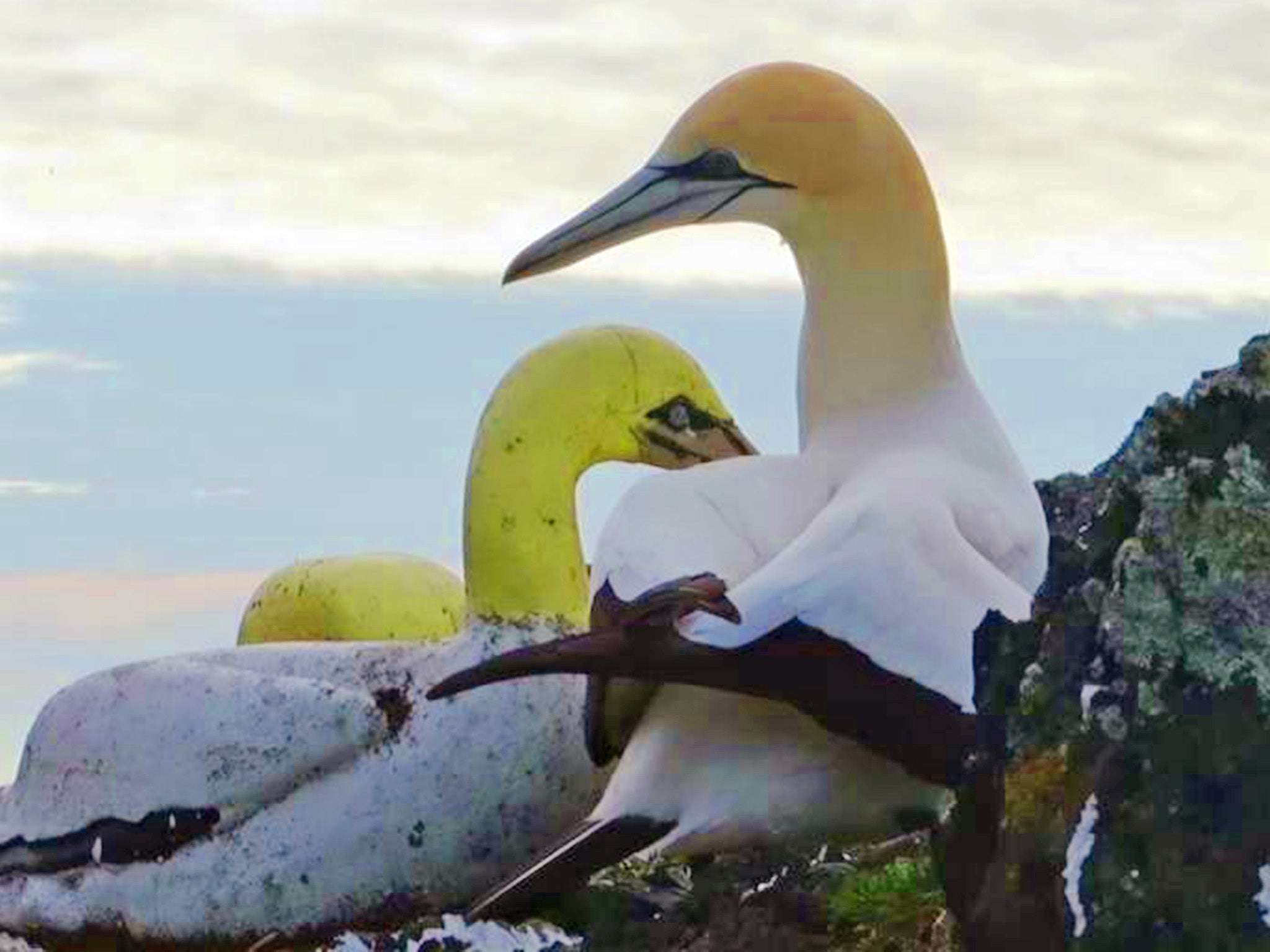 World s loneliest bird dies surrounded by concrete replicas he