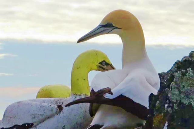 Nigel the gannet and his partner, a concrete replica bird.
