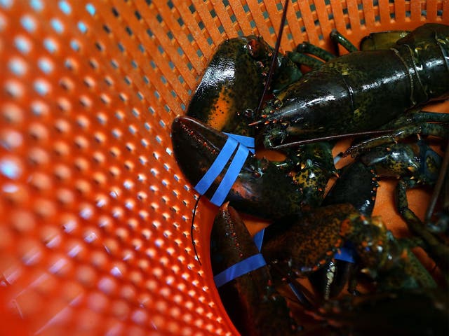 Thousands have signed a petition for lobsters to be protected by law