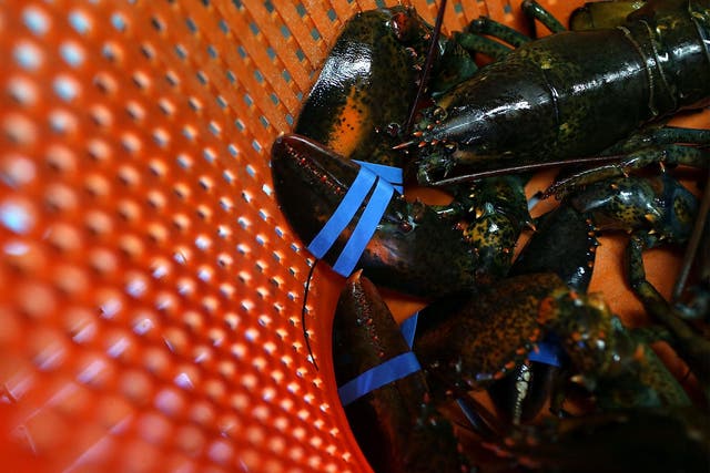 Live lobsters are being offered for postal delivery to customers through Amazon