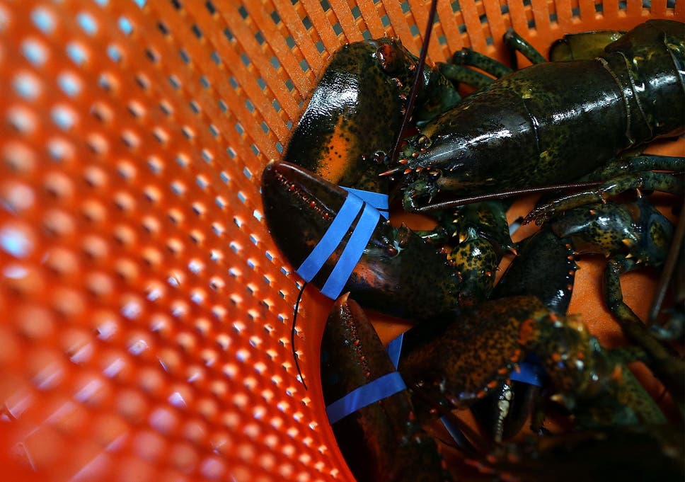 Thousands have signed a petition for lobsters to be protected by law