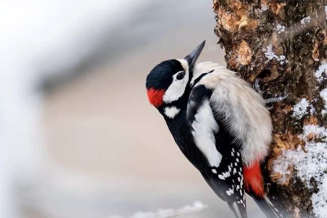 A spotted woodpecker bird sits on a snow-covered tree trunk on January 16, 2017 in Munich, southern Germany.