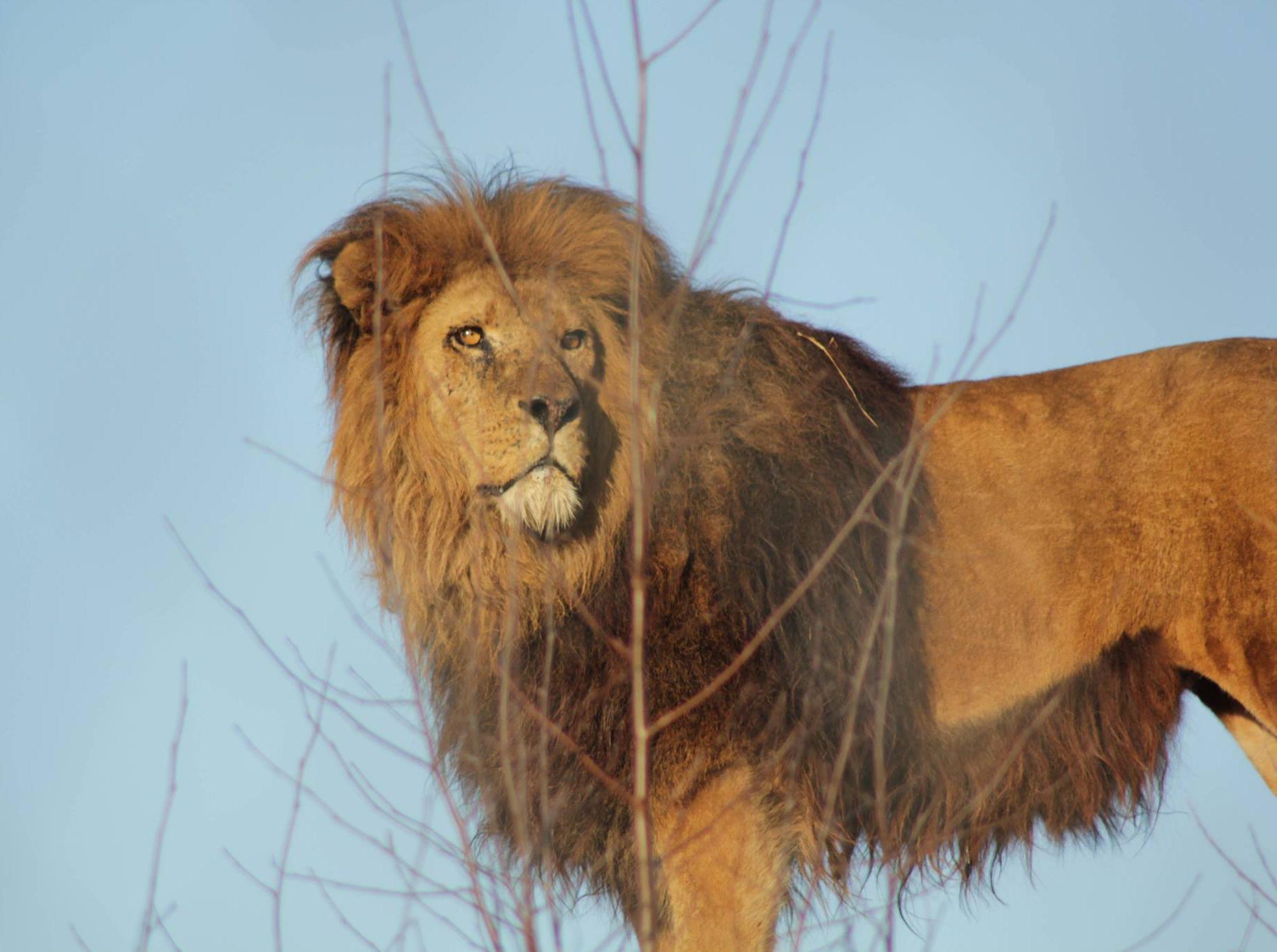 Picture of a lion taken from the official Facebook page of South Lakes Safari Zoo