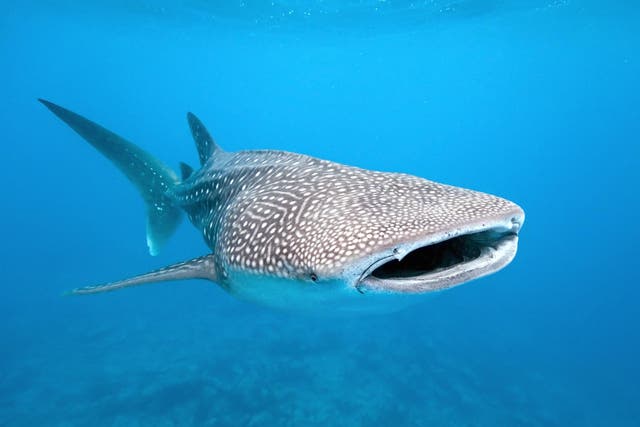 Whale sharks are ingesting hundreds of pieces of plastic every day, according to new research