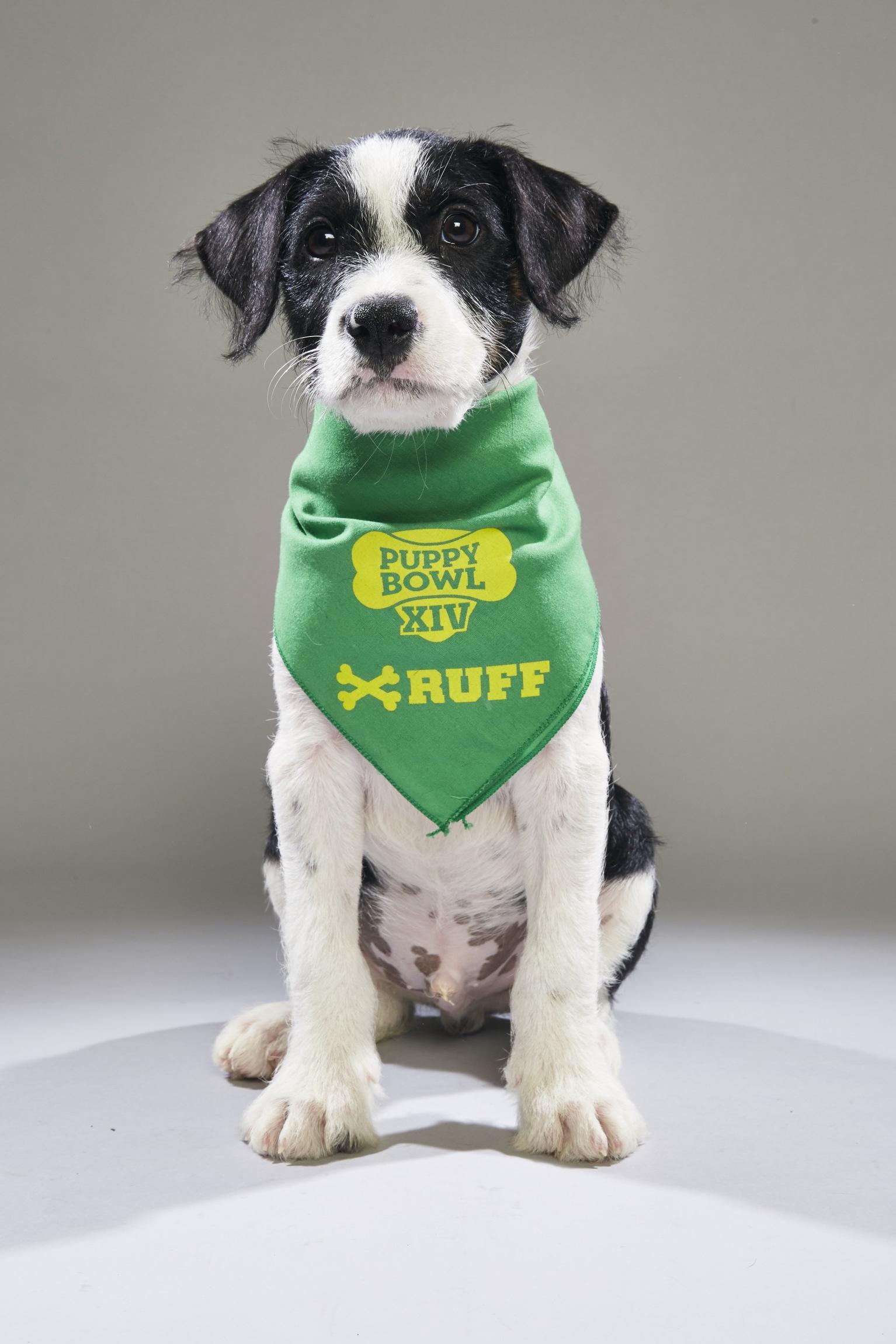 Puppy bowl 2024 adoptions 2019