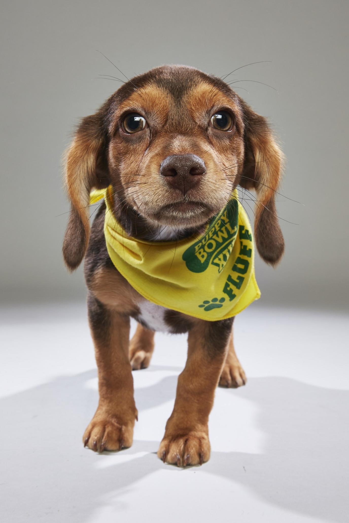 Puppy Dragonfly will be playing for Team Fluff (Animal Planet)