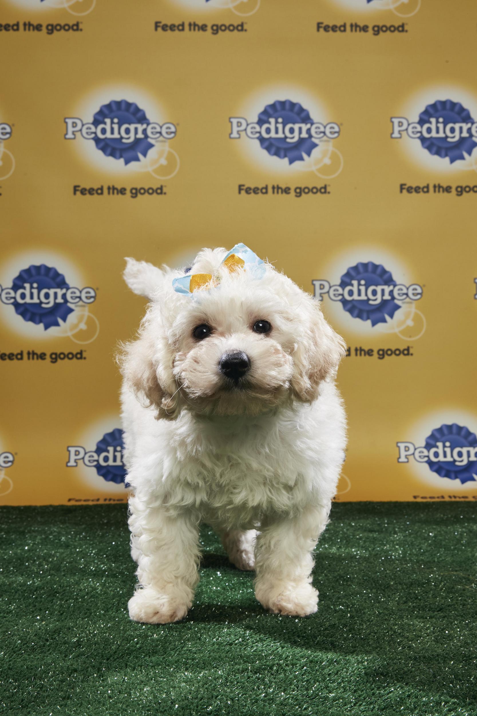 All of the puppies playing in the Puppy Bowl need homes (Animal Planet)
