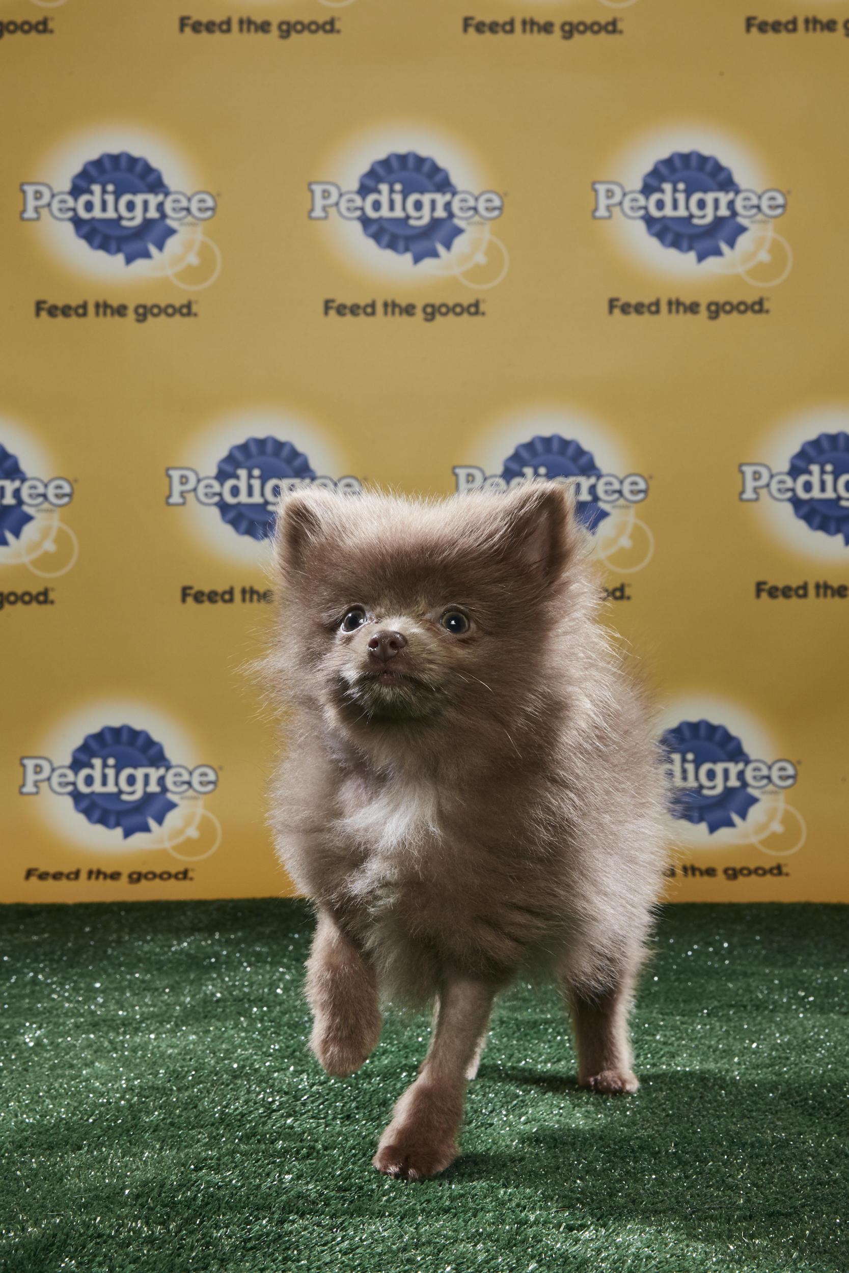 There will be over 90 puppies in Puppy Bowl XIV (Animal Planet)