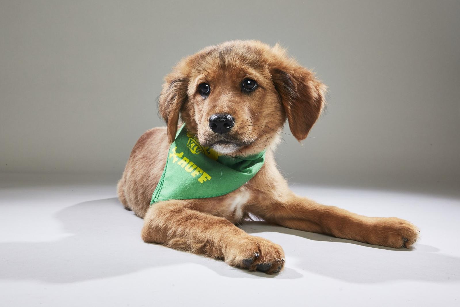 Puppy Bowl XIV will feature special puppy guests rescued after Hurricane Maria (Animal Planet)