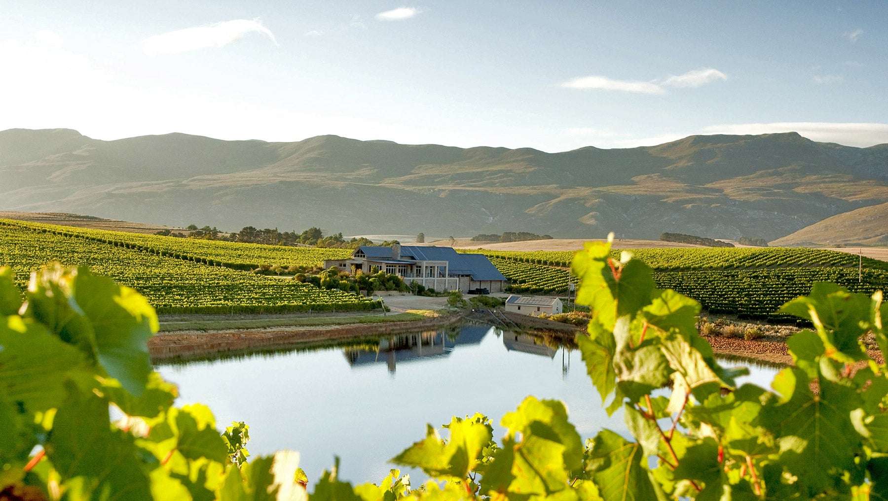 Hemel-en-Aarde valley specialises in cold climate wines