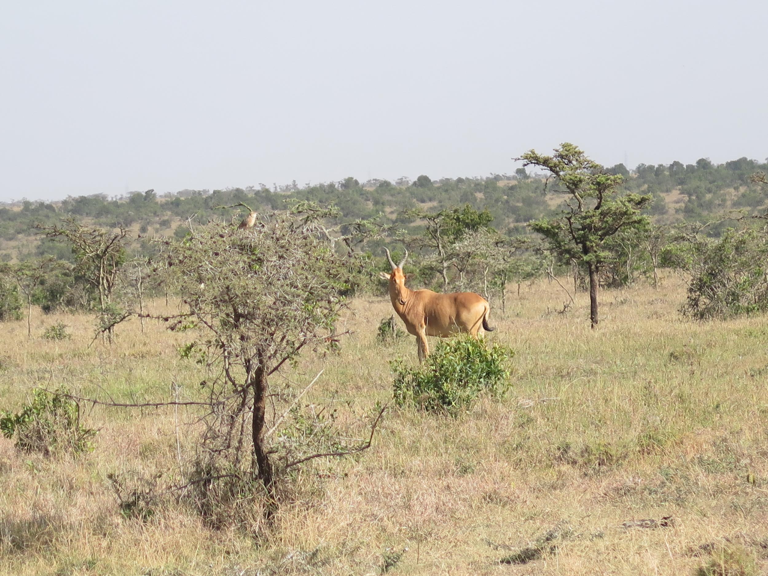 A lone Hartebeest at Olpejeta Conservancy in Laikipia, Kenya