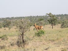 Hartebeest numbers dropping in Kenya, threatening extinction 