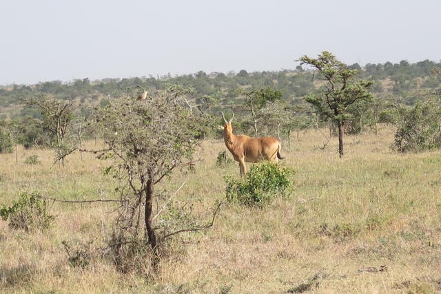 A lone Hartebeest at Olpejeta Conservancy in Laikipia, Kenya
