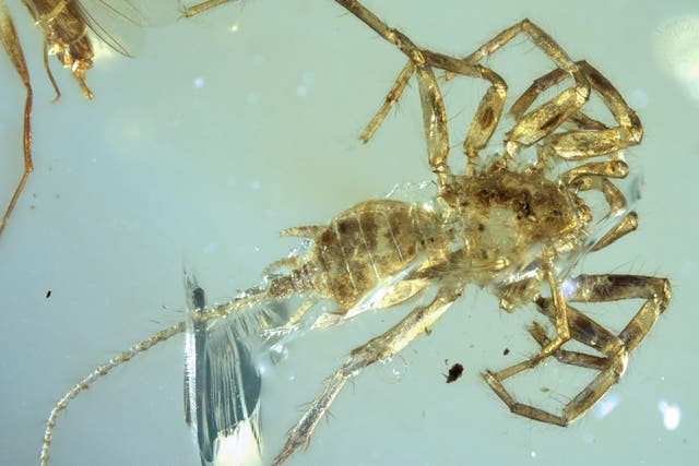 Specimen of newly discovered Chimerarachne yingi, a spider-like creature from Myanmar, trapped in amber