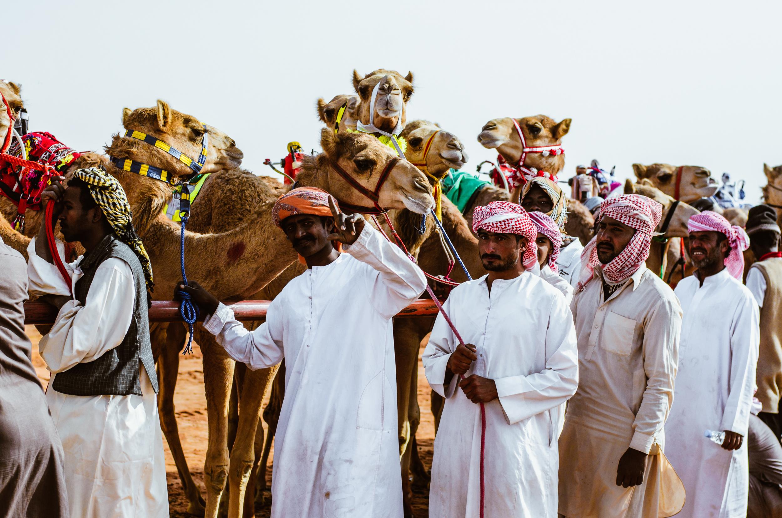 Speed humps: camel racing is a big draw