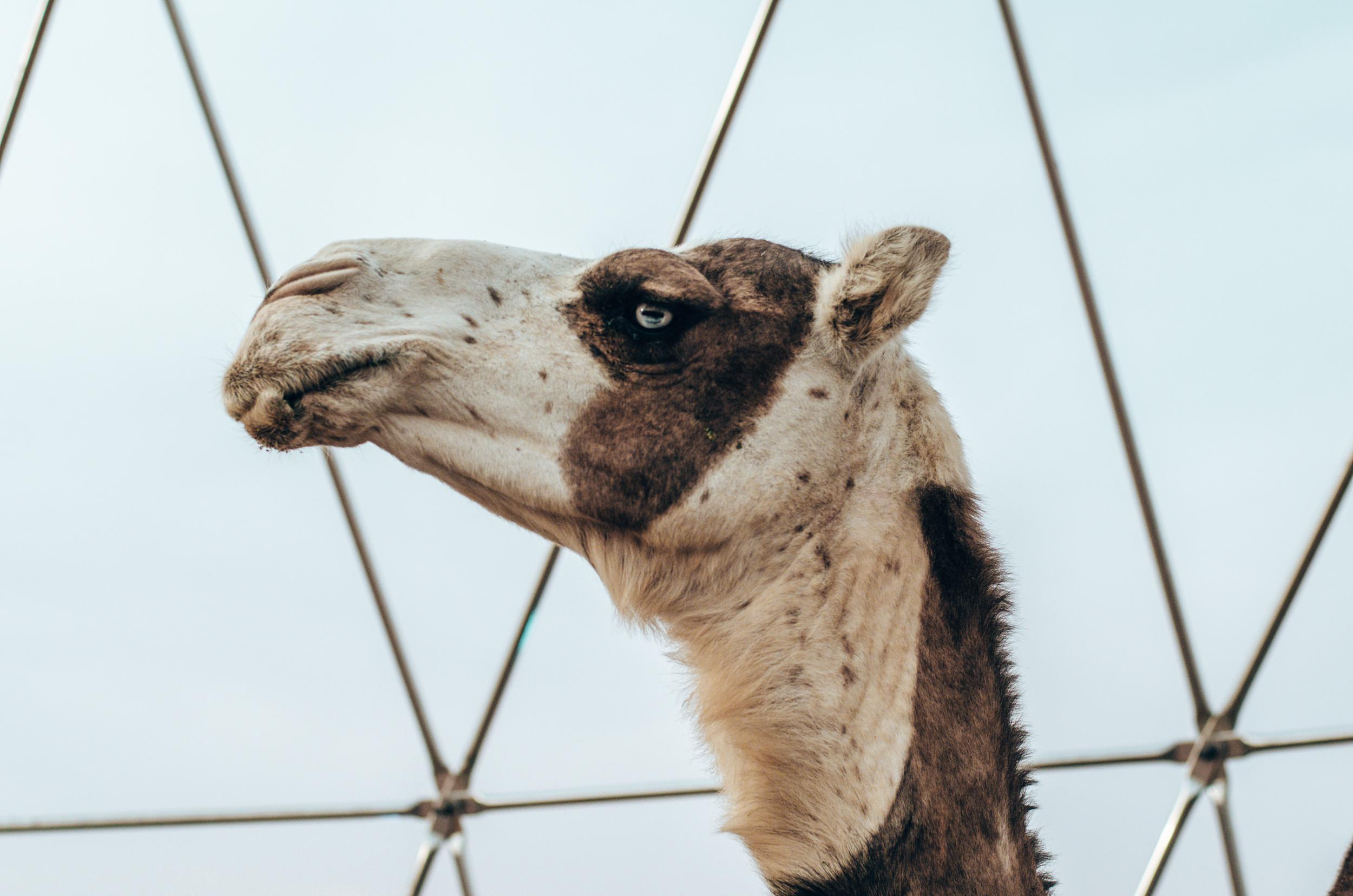 Particularly rare and beautiful camels are kept in a separate enclosure