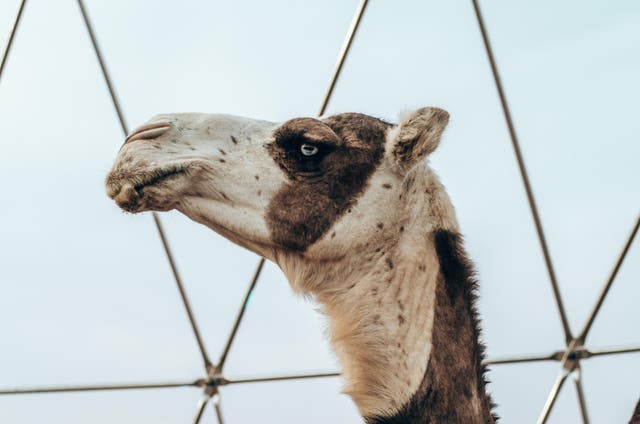 Inside Saudi Arabia’s camel beauty pageant | The Independent | The ...